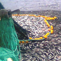 Purse Seine Net